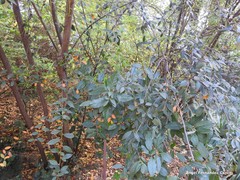 Cotoneaster vestitus