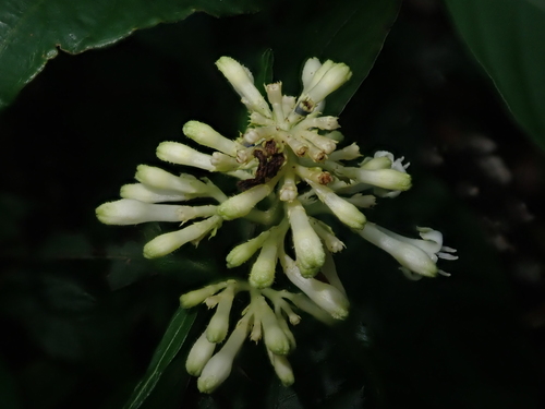 Psychotria argentinensis