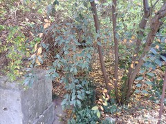 Cotoneaster vestitus