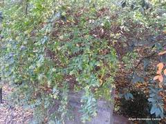 Cotoneaster vestitus