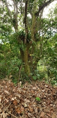 Alchornea latifolia