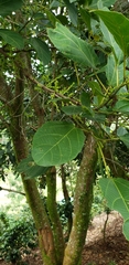 Alchornea latifolia