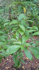 Pavetta australiensis