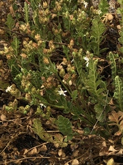 Horkelia cuneata puberula