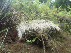 Cortaderia hieronymi