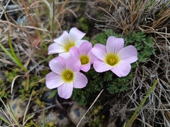 author not stated, no rights reserved Oxalis enneaphylla, photograph author not stated, no rights reserved