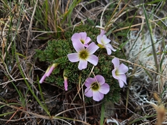 author not stated, no rights reserved Oxalis enneaphylla, photograph author not stated, no rights reserved