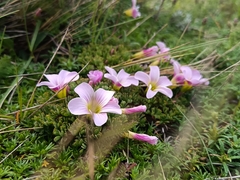 author not stated, no rights reserved Oxalis enneaphylla, photograph author not stated, no rights reserved