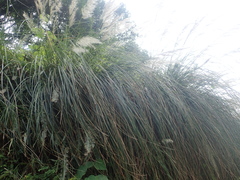 Cortaderia hieronymi