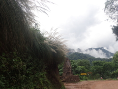 Cortaderia hieronymi