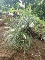 Cortaderia hieronymi
