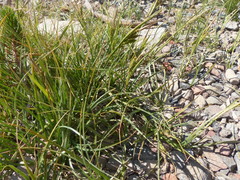 Carex halliana