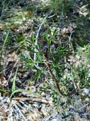Isopogon dubius