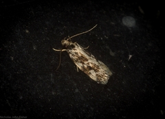 Barea eucapnodes