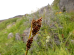 Carex heteroneura