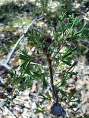 Isopogon dubius