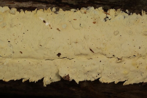 Phanerochaete burtii, 2024-09-01