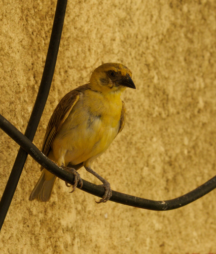 Little Weaver