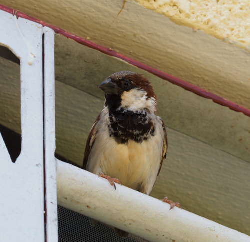 House Sparrow