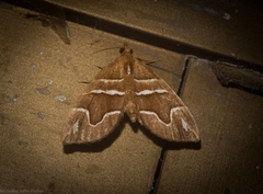 Chaetolopha leucophragma