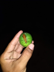 Pyrota quadrinervata