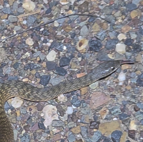Common keelback sighting