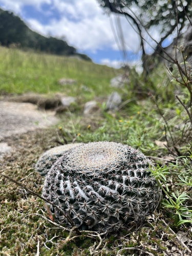Mammillaria formosa