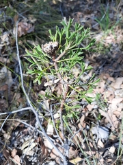 Isopogon dubius
