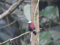 Microchera albocoronata