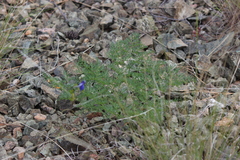 Lomatium multifidum