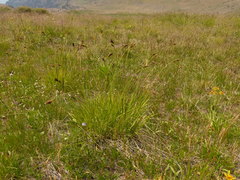 Carex heteroneura