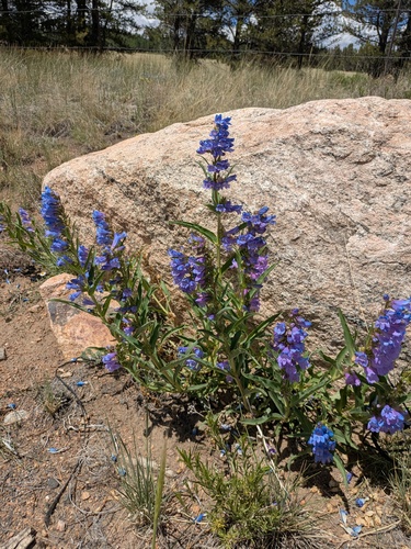 Sawsepal Beardtongue (Penstemon glaber)