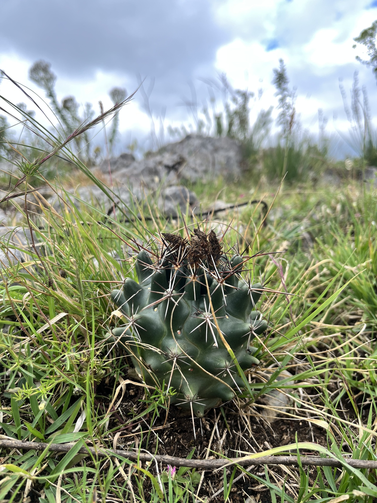 Coryphantha georgii