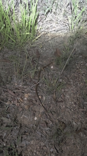 Brown Tree Snake sighting