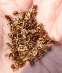 Carex heteroneura