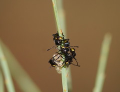 Aplerotus maculatus