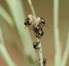 Aplerotus maculatus