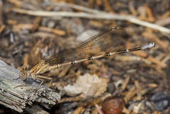 Argia emma