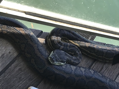 Coastal Carpet Python sighting