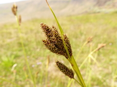 Carex heteroneura