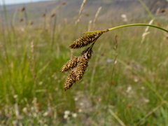 Carex heteroneura