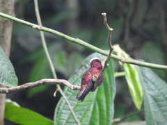 Microchera albocoronata