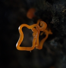 Quaternaria quaternata