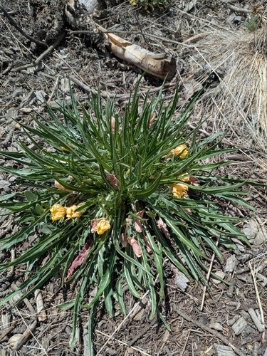 Yellow Evening Primrose (Oenothera flava)
