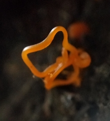 Quaternaria quaternata