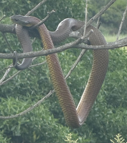 Tiger Snake sighting