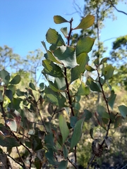 Hakea undulata