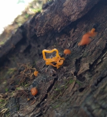 Quaternaria quaternata