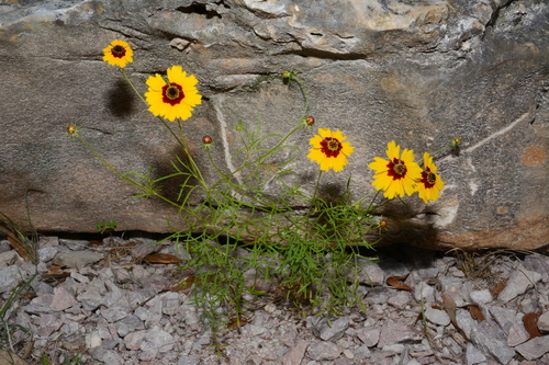 Rock Tickseed (Coreopsis wrightii)