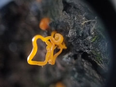 Quaternaria quaternata